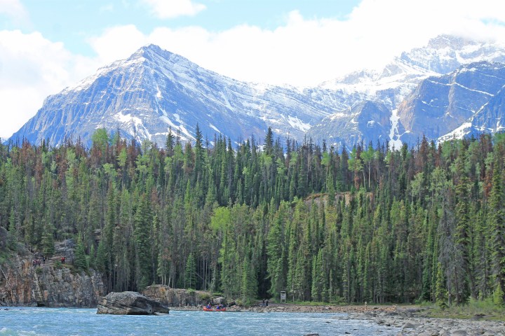 a tree with a mountain in the background