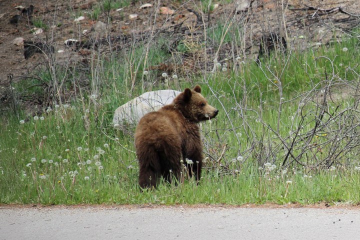 Brown bear standing on grassy area with dandelions and shrubs nearby.