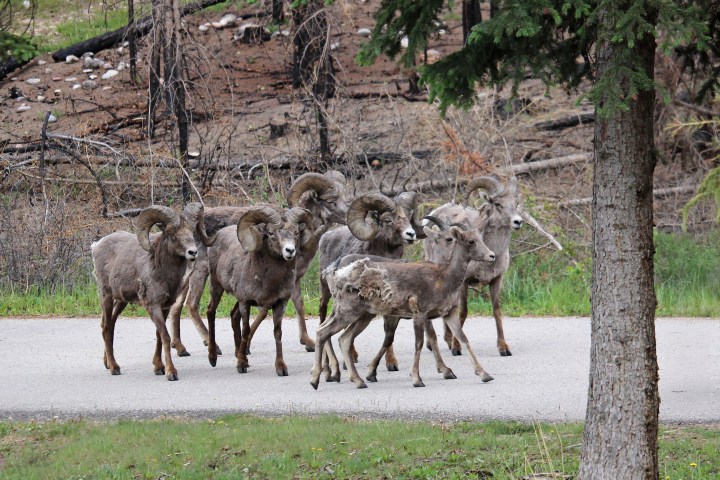 Group of bighorn sheep walking on a path in a forested area.