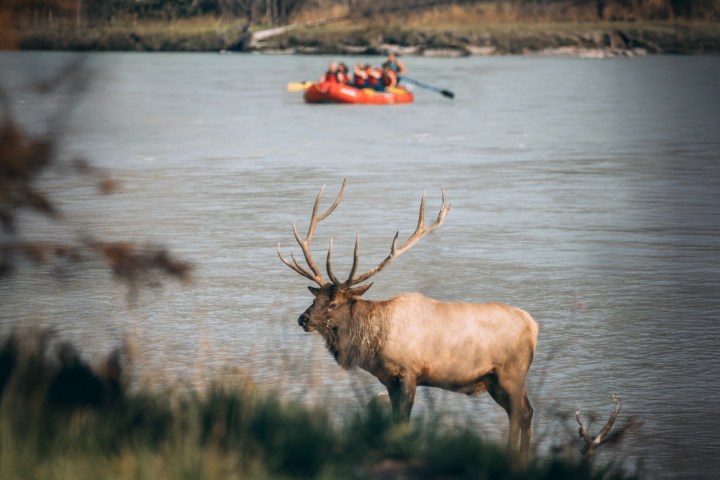 Elk standing near a river with people rafting in the background.